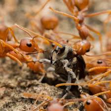 21375 alabama 216, lake view, al 35111 contacts. Mr Bugg S Pest Patrol 10 Photos Pest Control 20740 Half Circle Dr Mccalla Al Phone Number