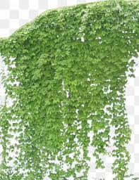 Hedge Images Hedge Transparent Png Free Download If you like, you can download pictures in icon format or directly in png image format. hedge transparent png free download