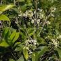 osmanthus fragrans from plants.ces.ncsu.edu