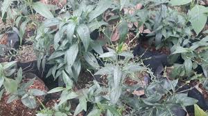 Manfaat daun sambiloto (terbukti secara ilmiah). Ciri Ciri Tanaman Sambiloto Dan Manfaatnya Youtube