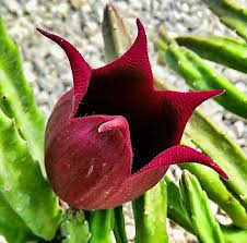Image result for Stapelia leendertziae