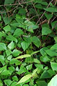 Image result for Oplismenus compositus