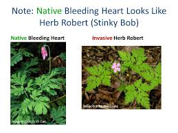 Arctotheca prostrata prostrate cape weed, creeping capeweed. Invasive And Noxious Weeds Ppt Download