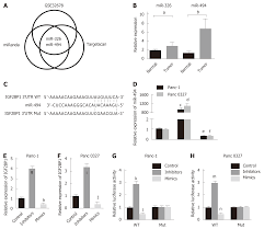 It's a positively exhausting behavior to be subjected to and complete bs. Insulin Like Growth Factor 2 Mrna Binding Protein 1 Promotes Cell Proliferation Via Activation Of Akt And Is Directly Targeted By Microrna 494 In Pancreatic Cancer