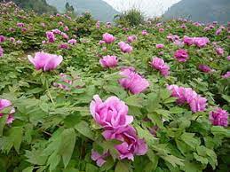 Die königin der blumenwelt ist bei uns in europa ist die gemeine pfingstrose (lat. Pfingstrosen Wikipedia