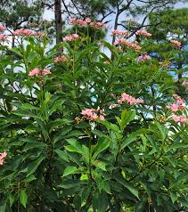 Image result for Jatropha seineri