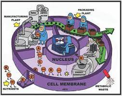 Check spelling or type a new query. 11 Cell City Ideas Cell City Cells Project Science Cells