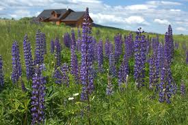 Every June The Fields Of Sugar Hill Nh Come To Life With Thousands Of Purple Pink White And Blue Lupines Here S Sugar Hill New England New England Travel