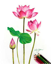 Flower Drawing Flower Art Painting Flower Drawing Lotus Flower Painting