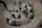 Siamese Kittens For Sale by Reputable Breeders | Pets4You