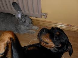 Image result for flemish giant rabbits
