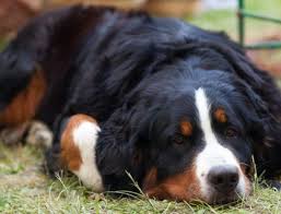 Browse thru our id verified puppy for sale listings to find your perfect puppy in your area. Sand Creek Kennels Sporting Dogs