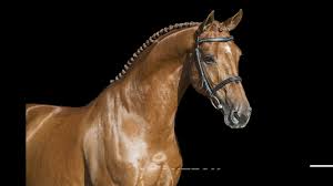 Roby baggio a firenze, questo video è dedicato a tutti i frequentatori del blog di roby, alla grande gfb!!!! Brantzau Baloubet Du Rouet X Carthago Vdl Stud