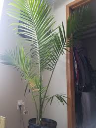 I actually thought about this too but i bought it from ikea and that's how it was labeled. My Majesty Palm Is Turning Yellow From The Bottom Up Help Indoorgarden