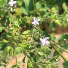 Image result for Mesosphaerum