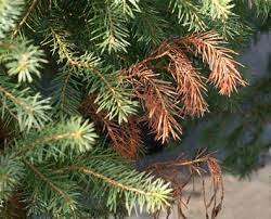 Norway spruce, blue spruce and white spruce are among the most popular trees in the area, prized for their winter color and ability to screen out the neighbors. What To Do When Evergreen Trees Are Dying From Top Down Davey Blog