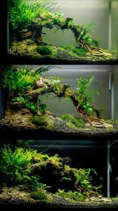It is really a fantastic decoration for your aquarium. Aquarium Ideas Planted Tank Ideas For Your Aquarium Called Aquascaping For Those Of You Who Fresh Water Fish Tank Tropical Fish Tanks Aquascape Aquarium