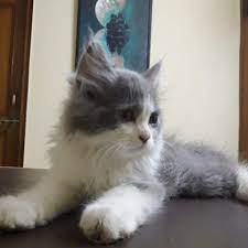Buy Persian Cat In Pune Mummy Cat Kitten Adoption Persian Cat Kitten For Sale
