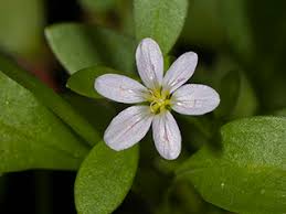 Image result for Montia