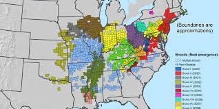 Cicada brood map 2024: When and where billions of the bugs will emerge - Vox