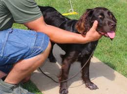 Image result for německý křepelák postava