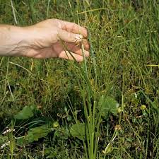 Image result for Rhynchosia sordida