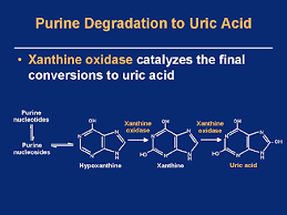 Hyperuricemia And Gout