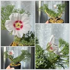 Image result for Monsonia senegalensis