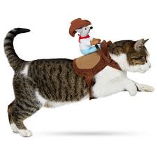 Shop the top 25 most popular 1 at the best prices! Petco Halloween Kitty Up Cowboy Cat From Petco Com