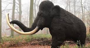 Mamut Mammoth Hakkinda Ingilizce Bilgi Nkfu
