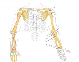 Arm, in zoology, either of the forelimbs or upper limbs of ordinarily bipedal vertebrates, particularly humans and other primates. Human Anatomy Arm Bones