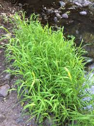 Image result for Leersia