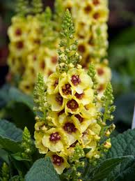 Image result for Verbascum
