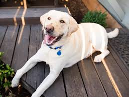 The labrador retriever is number one in our hearts and homes. Labrador Retriever Conheca Tudo Sobre A Raca Doghero