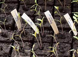 Nos recommandations vous aideront à développer une culture saine et à obtenir un rendement élevé.pour. 7 Secrets Pour Reussir La Culture Des Tomates Detente Jardin