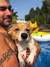 Disapproving his first swim, but he did a great job 🙌