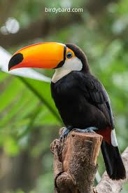 Toucan Bird Pet Birds Animal Photography Tropical Animals