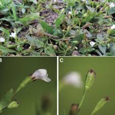 Image result for Linderniella gracilis