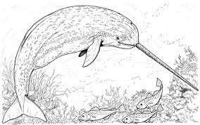 We have collected 40+ cartoon whale coloring page images of various designs for you to color. Arctic Narwhal Whale Coloring Page From Narwhal Category Select From 24114 Printable Crafts Of Whale Coloring Pages Animal Coloring Pages Ocean Coloring Pages