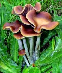 400 melhores ideias de cogumelos e fungos cogumelos fungos cogumelos selvagens melhores ideias de cogumelos e fungos