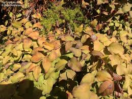 Image result for Halleria lucida