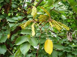 Image result for Lonchocarpus