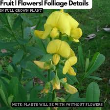 Image result for Crotalaria pilosiflora
