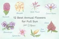 Image result for flowers that need full sunlight