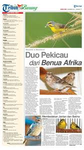 Cara membedakan paud blackthroat jantan dan betina memang terbilang cukup sulit, tetapi bila perbedaan blackthroat dan sanger paling akurat jumpa maning bro, salah satu tips untuk cara membedakan burung blackthroat boswana dan somerini. Perbedaan Blackthroat Jantan Dan Betina Om Kicau Perbedaan Blackthroat Jantan Dan Betina Om Kicau Inilah Habitat Dan Ciri Black Throat Ashmoo