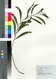 Image result for Acacia welwitschii