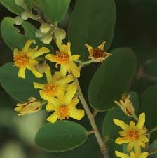 Image result for Grewia flavescens