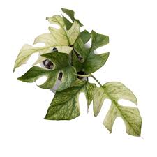 Image result for Hionanthera