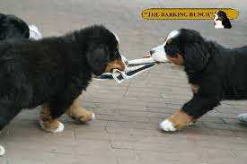 Berner sennen dekreu staat ter dekking: Berner Sennen Onderhoudskosten Berner Senner Puppies Kosten Dierenartskosten Crematiekosten Brenner Senner