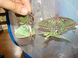 Maybe you would like to learn more about one of these? Graellsia Isabellae Spanish Moon Moth Welcome Visitor